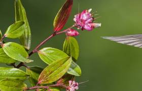 humming bird next to flower